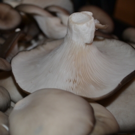 Cogumelos Desidratados Pleurotus & Shitake